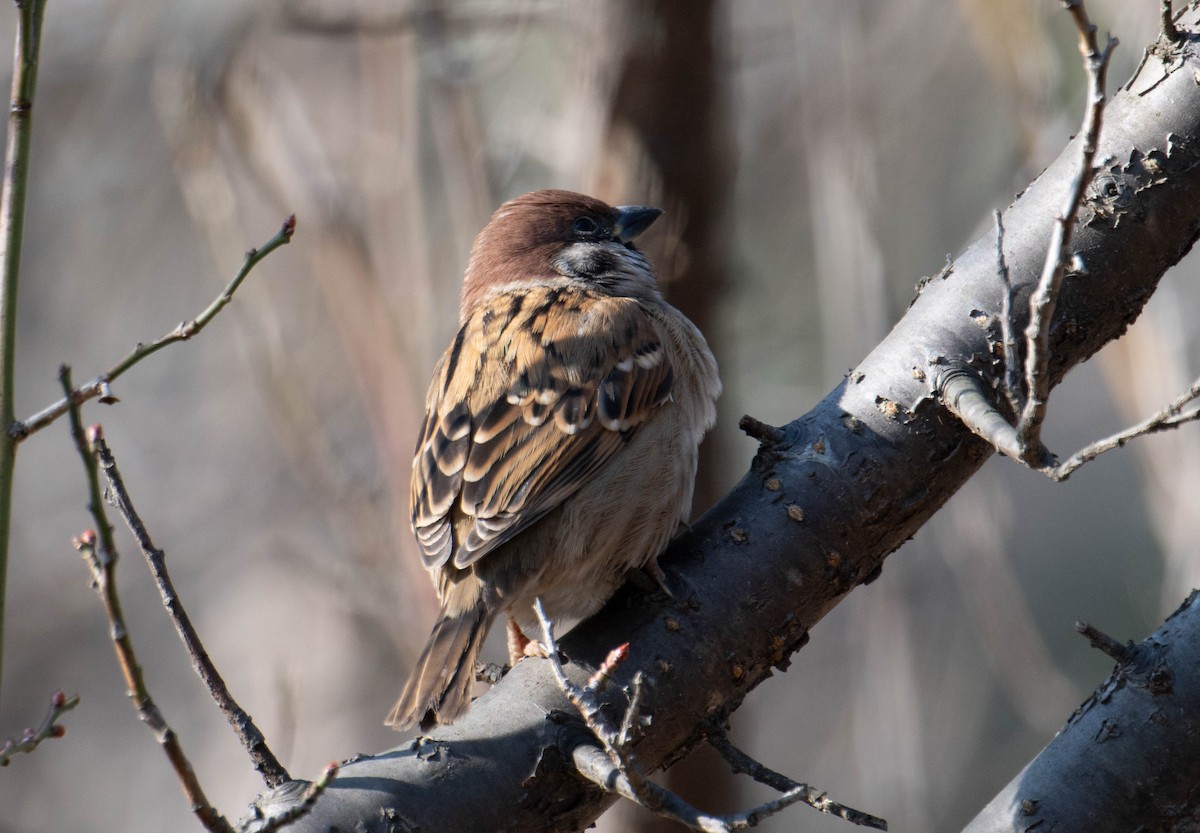 Eurasian Tree Sparrow - ML617400806