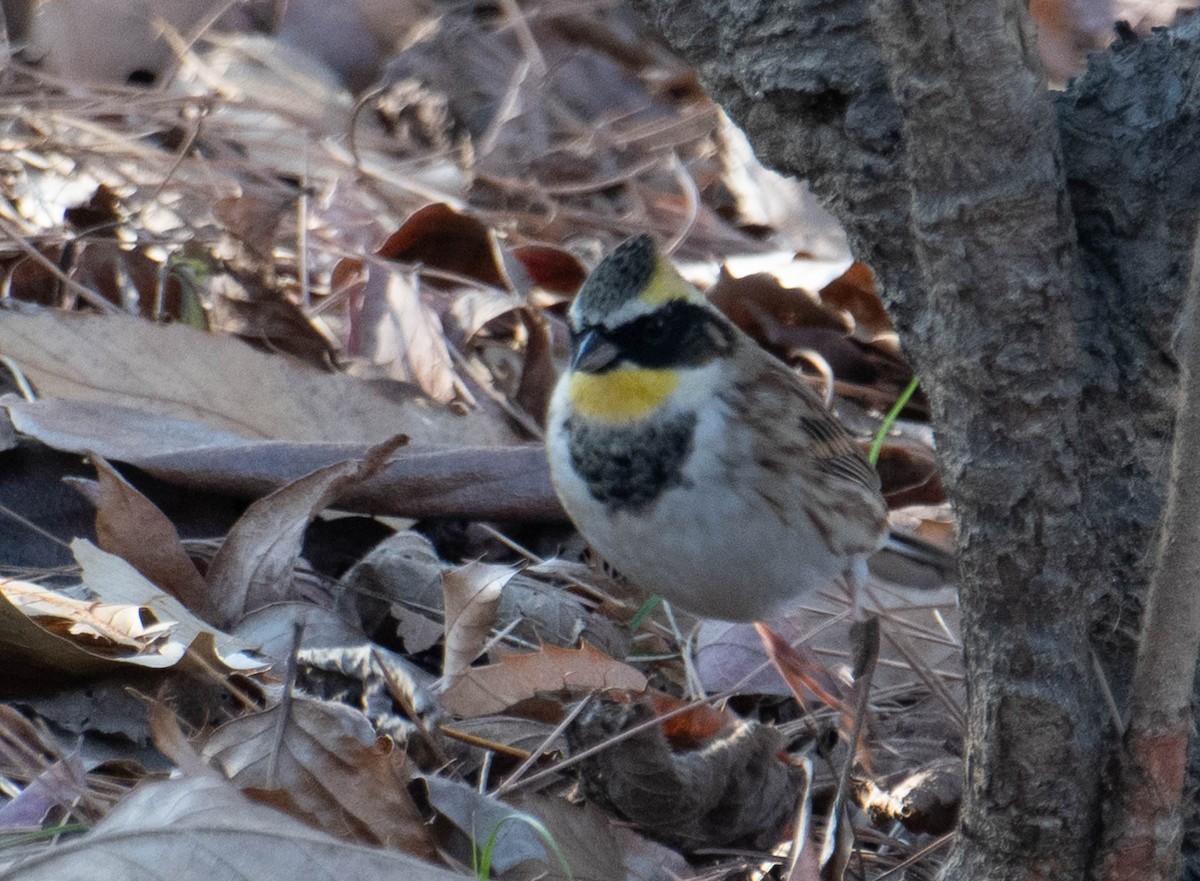 Yellow-throated Bunting - ML617400816