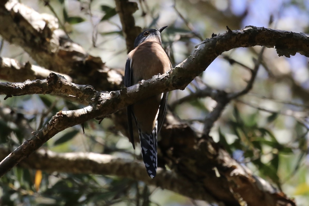 Fan-tailed Cuckoo - ML617400820