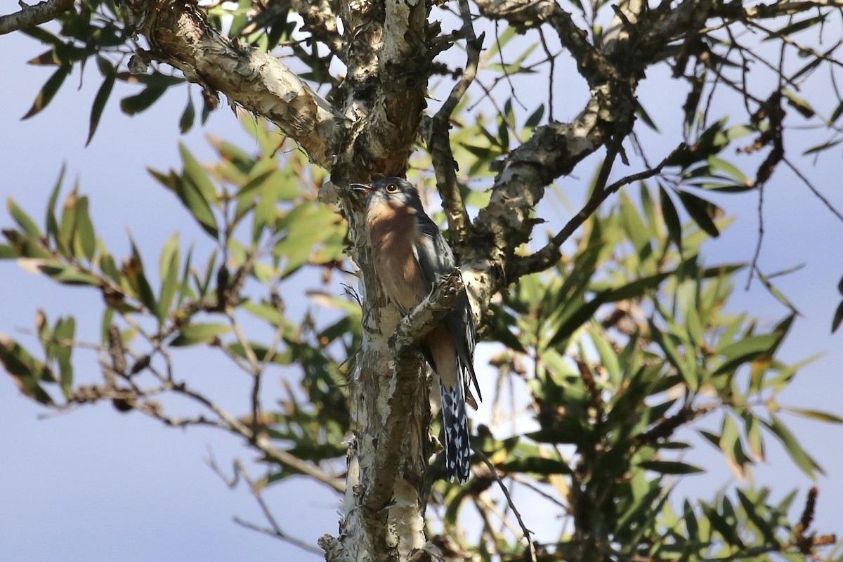 Fan-tailed Cuckoo - ML617400821