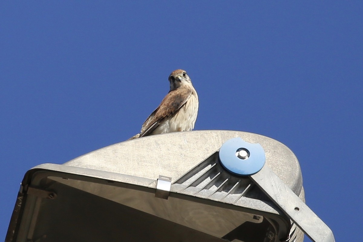 Nankeen Kestrel - ML617400831