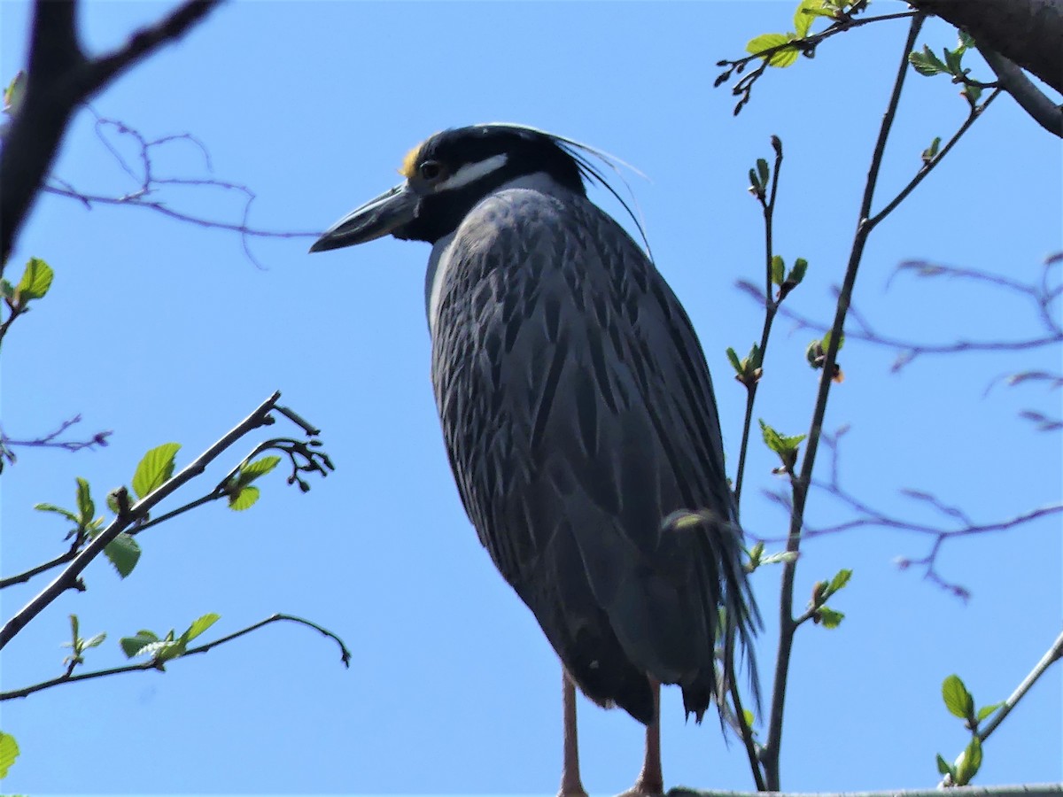 Yellow-crowned Night Heron - Stephen Mitten