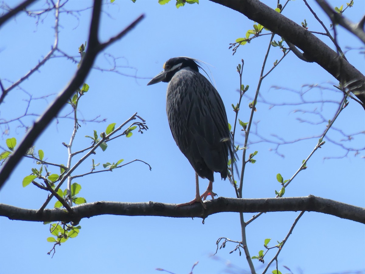 Yellow-crowned Night Heron - Stephen Mitten