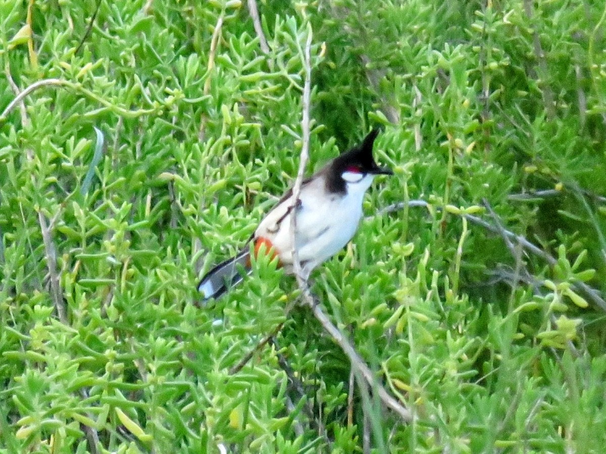 Red-whiskered Bulbul - ML617400858