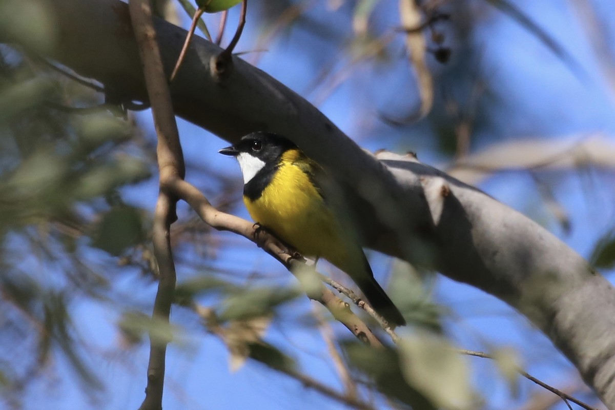 Golden Whistler - ML617400879