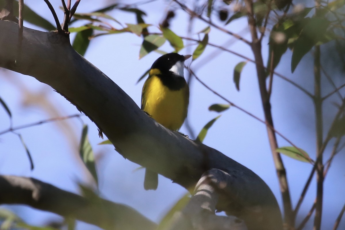 Golden Whistler - ML617400880