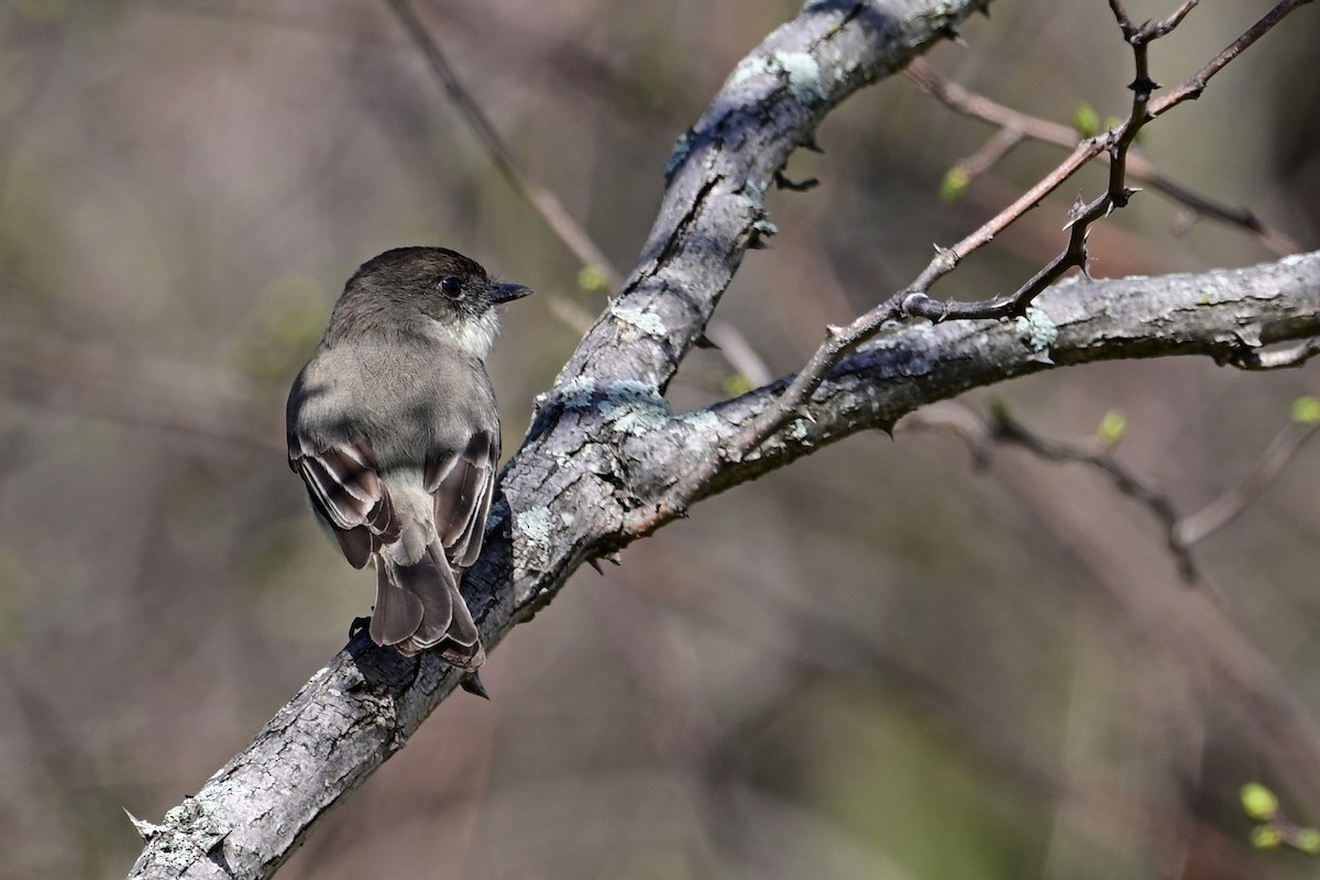 Eastern Phoebe - Eileen Gibney