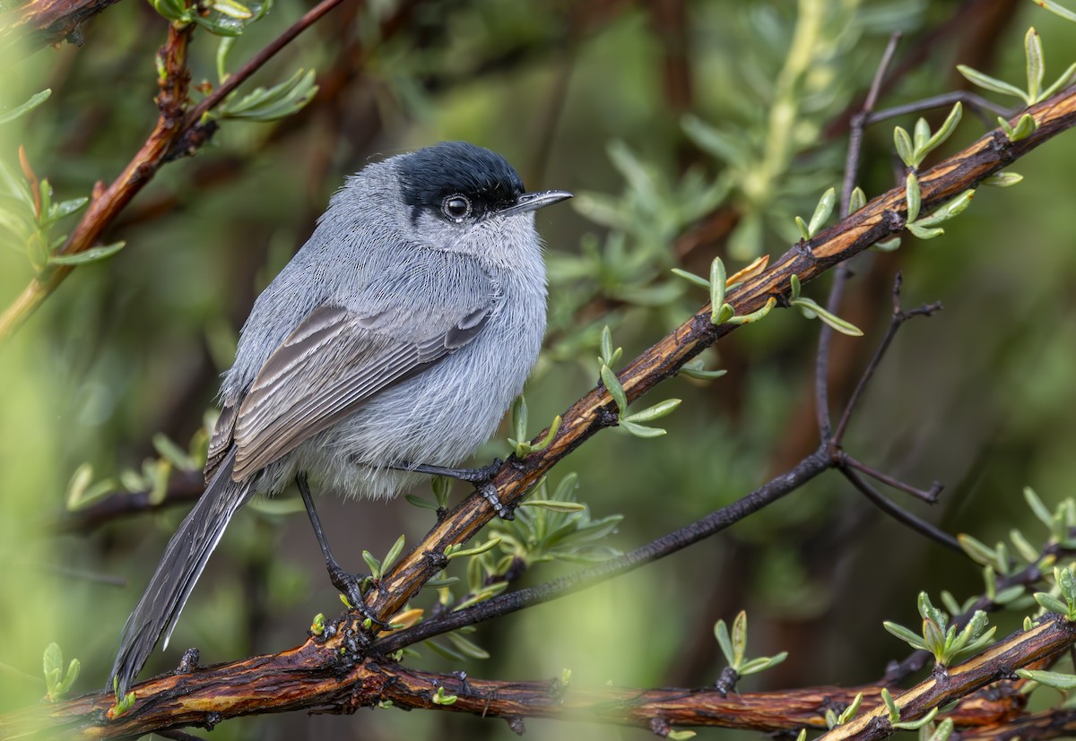 California Gnatcatcher - ML617400909