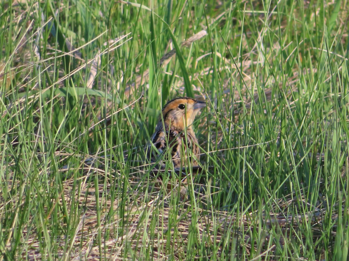 LeConte's Sparrow - Shane Patterson