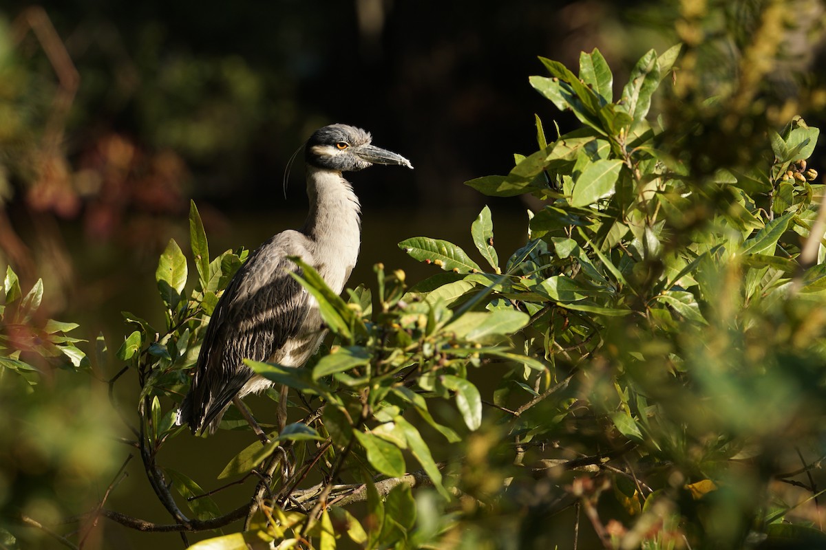 Yellow-crowned Night Heron - Andrew Griebeler