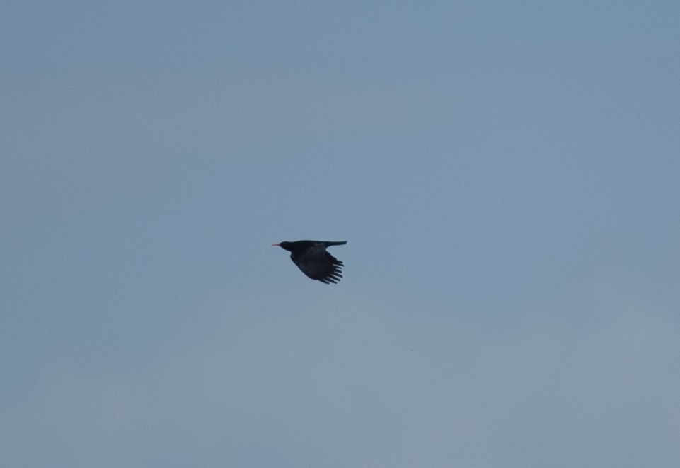 Red-billed Chough - ML617400930