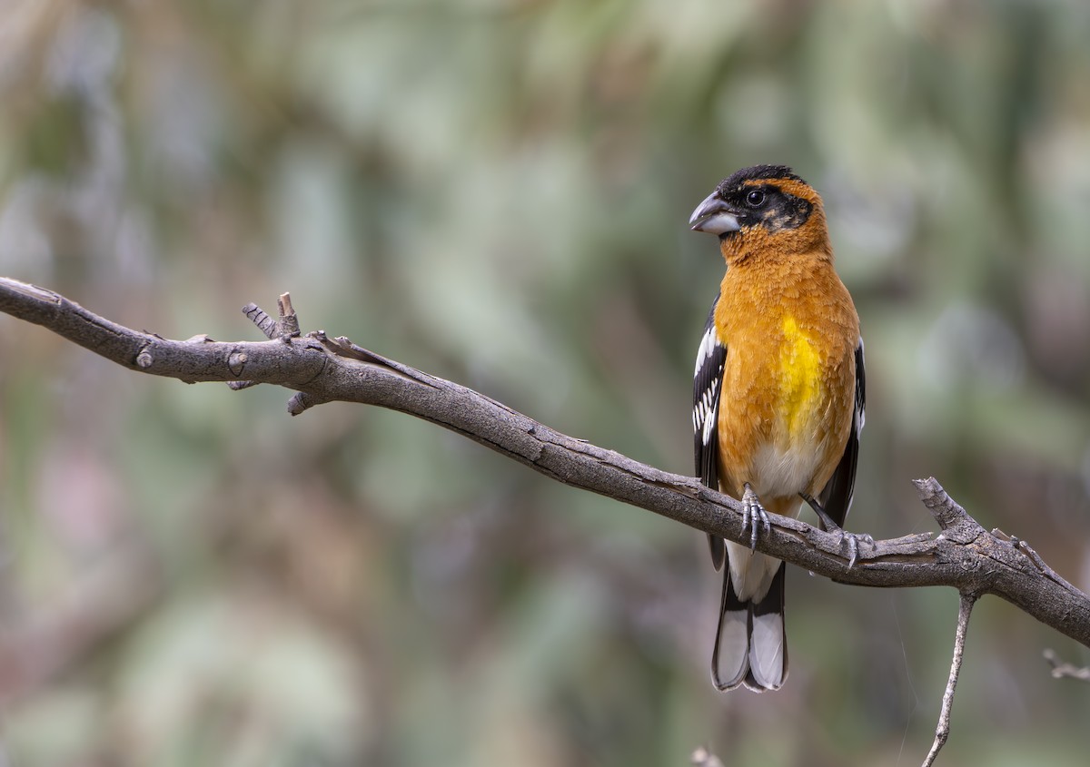 Black-headed Grosbeak - ML617400932