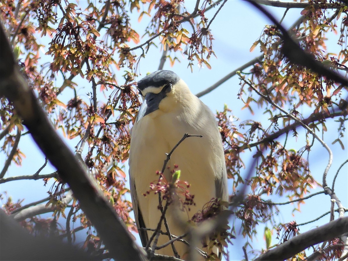 Black-crowned Night Heron - Stephen Mitten