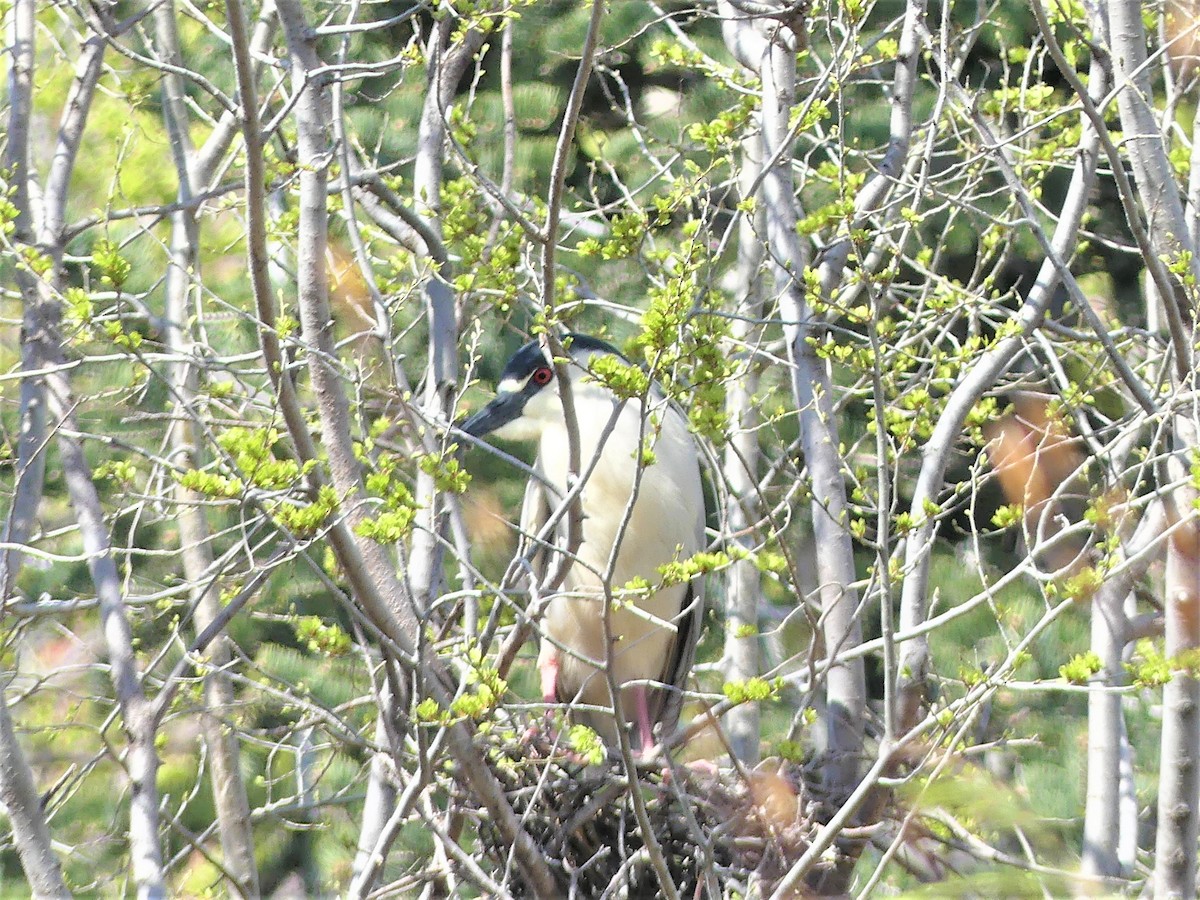 Black-crowned Night Heron - Stephen Mitten