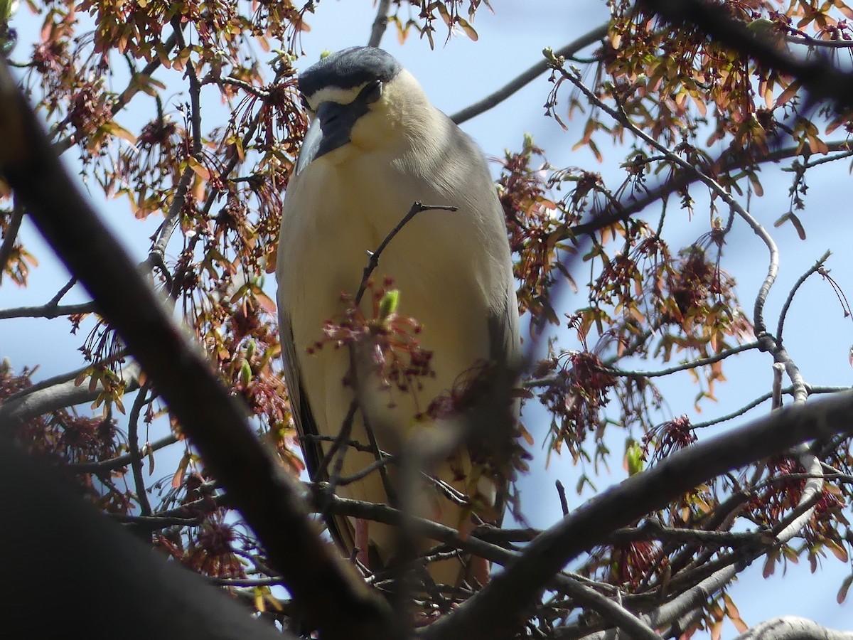 Black-crowned Night Heron - ML617400943