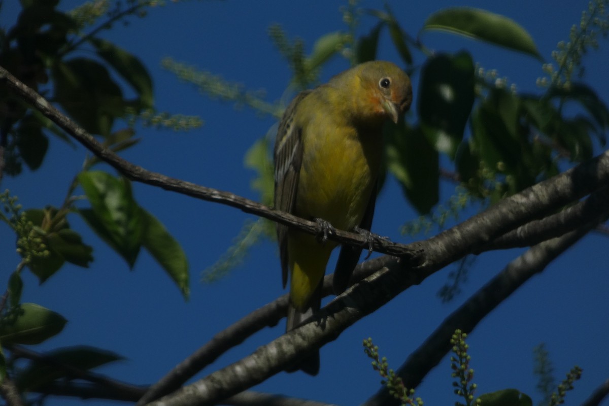 Western Tanager - Teresa Conlon