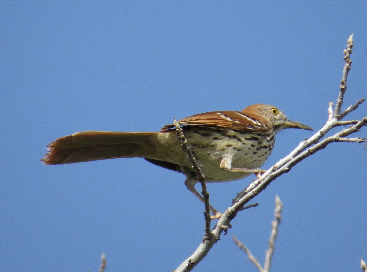 Brown Thrasher - ML617400956