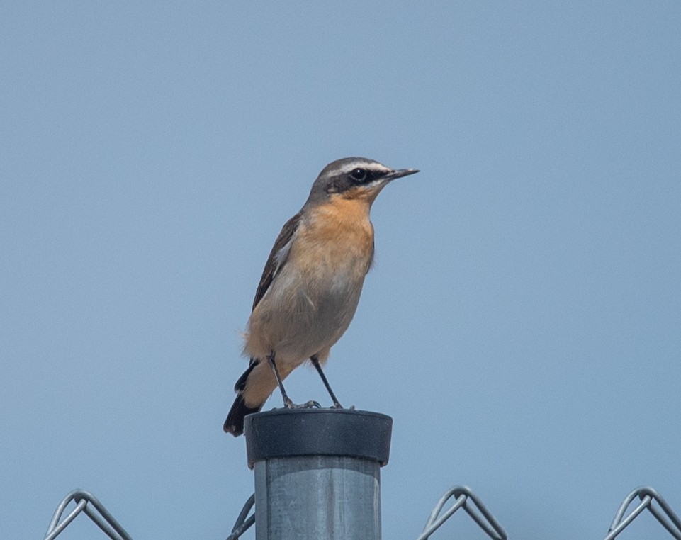 Northern Wheatear - ML617400958