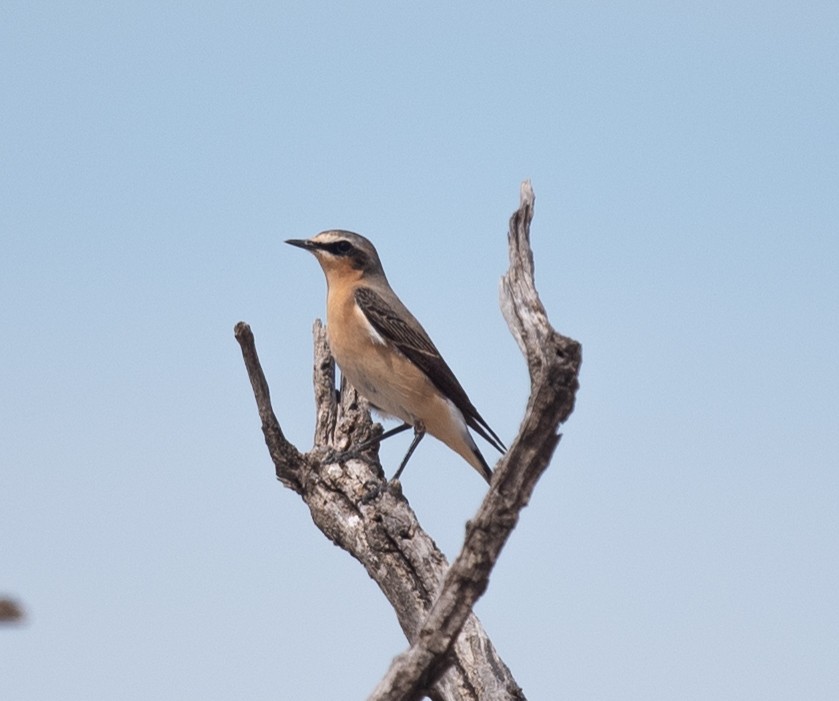 Northern Wheatear - ML617400960