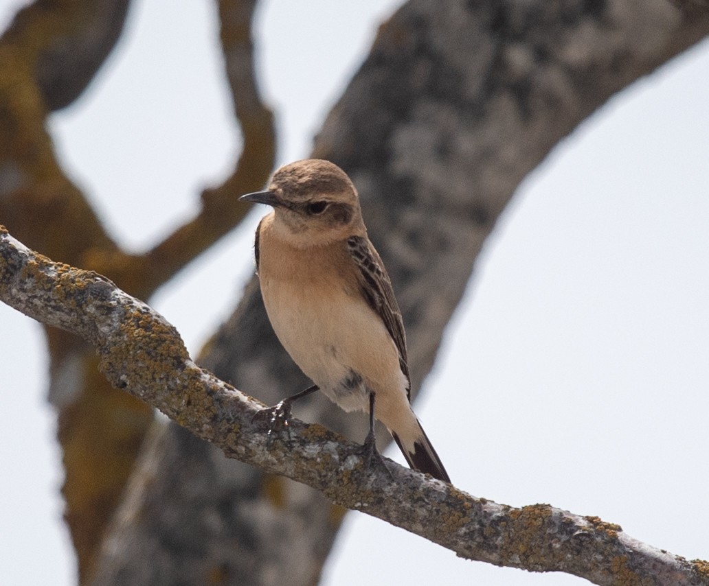 Western Black-eared Wheatear - ML617400973