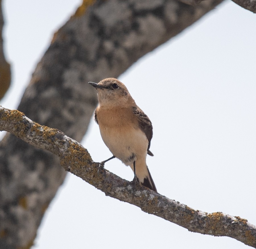 Western Black-eared Wheatear - ML617400974