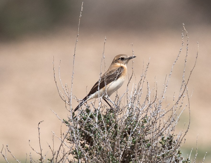 Western Black-eared Wheatear - ML617400975