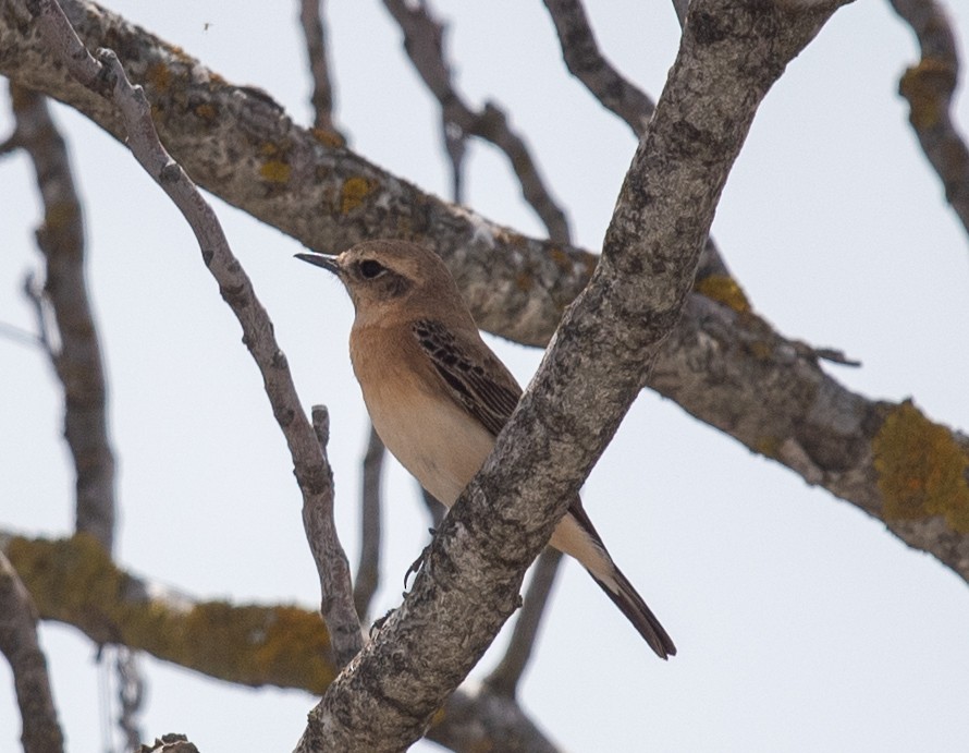 Western Black-eared Wheatear - ML617400977