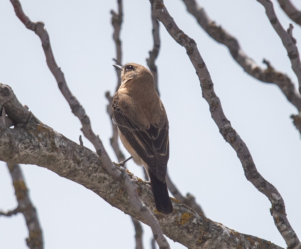 Western Black-eared Wheatear - ML617400979