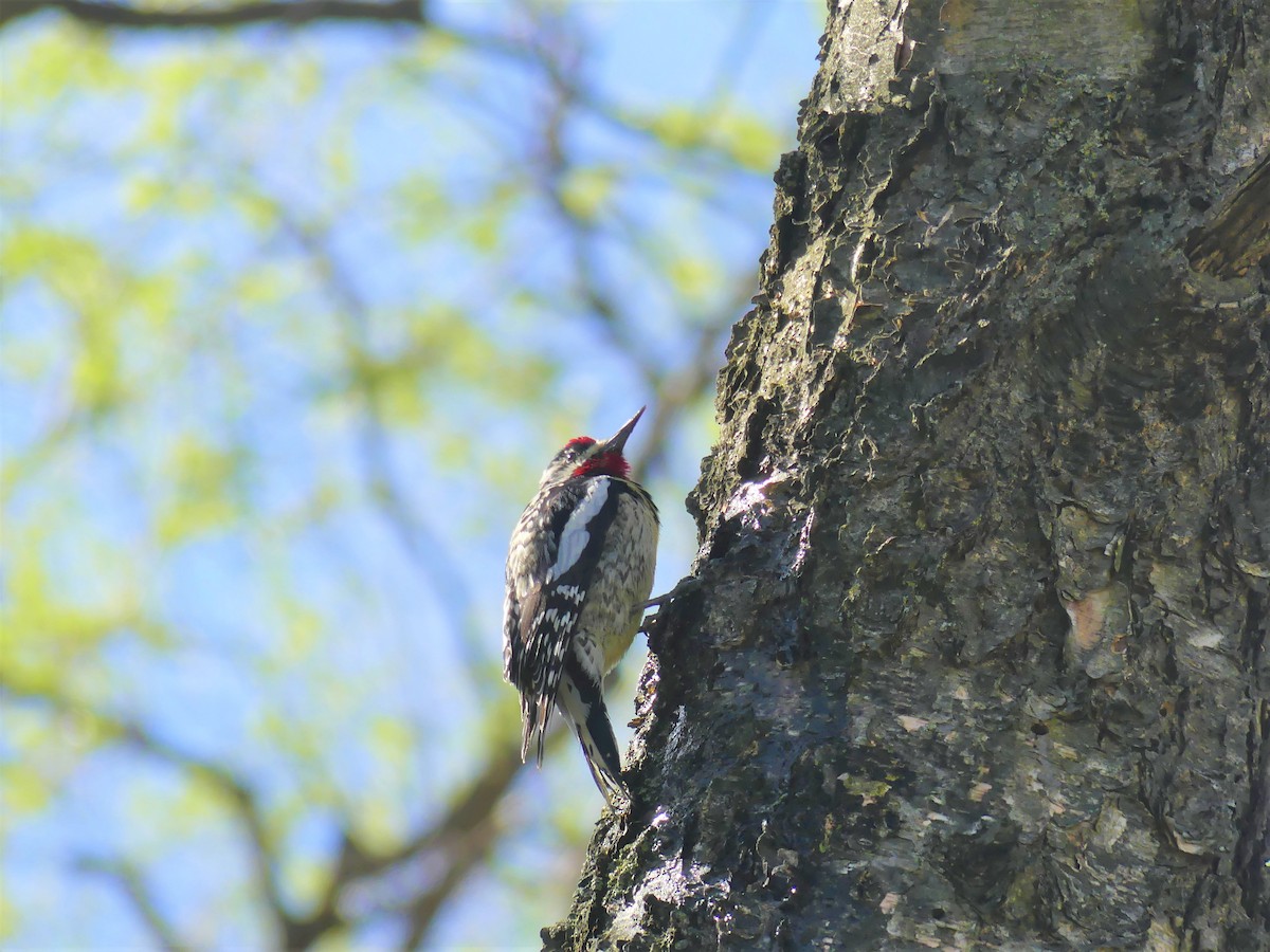 Yellow-bellied Sapsucker - Stephen Mitten