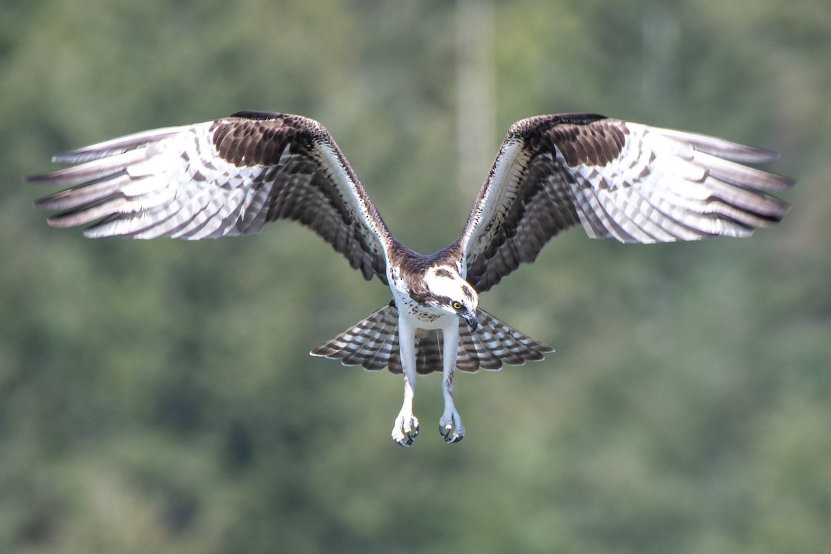 Osprey - Masoud Javadi