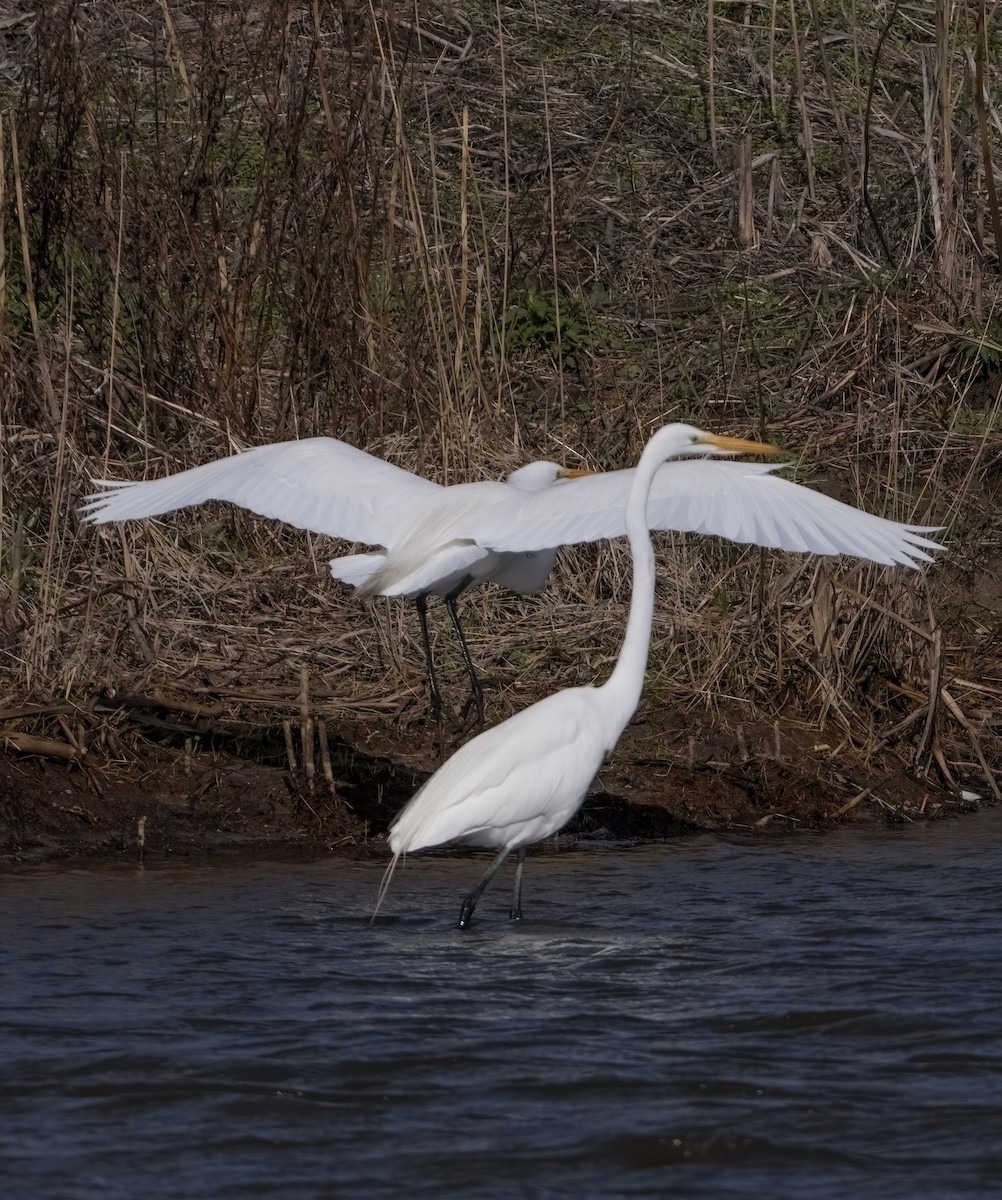 Grande Aigrette - ML617401014