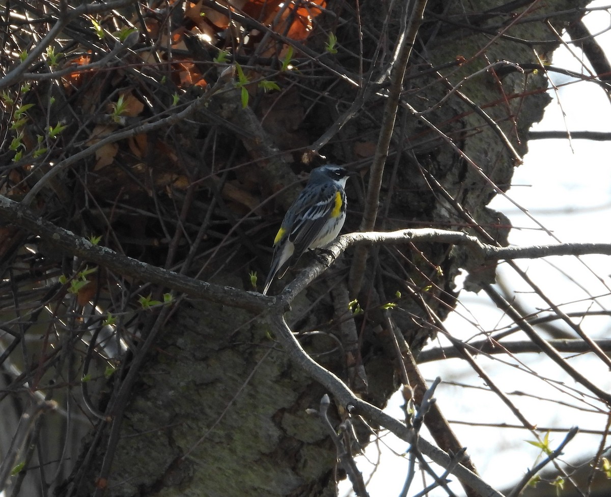 Yellow-rumped Warbler - ML617401016