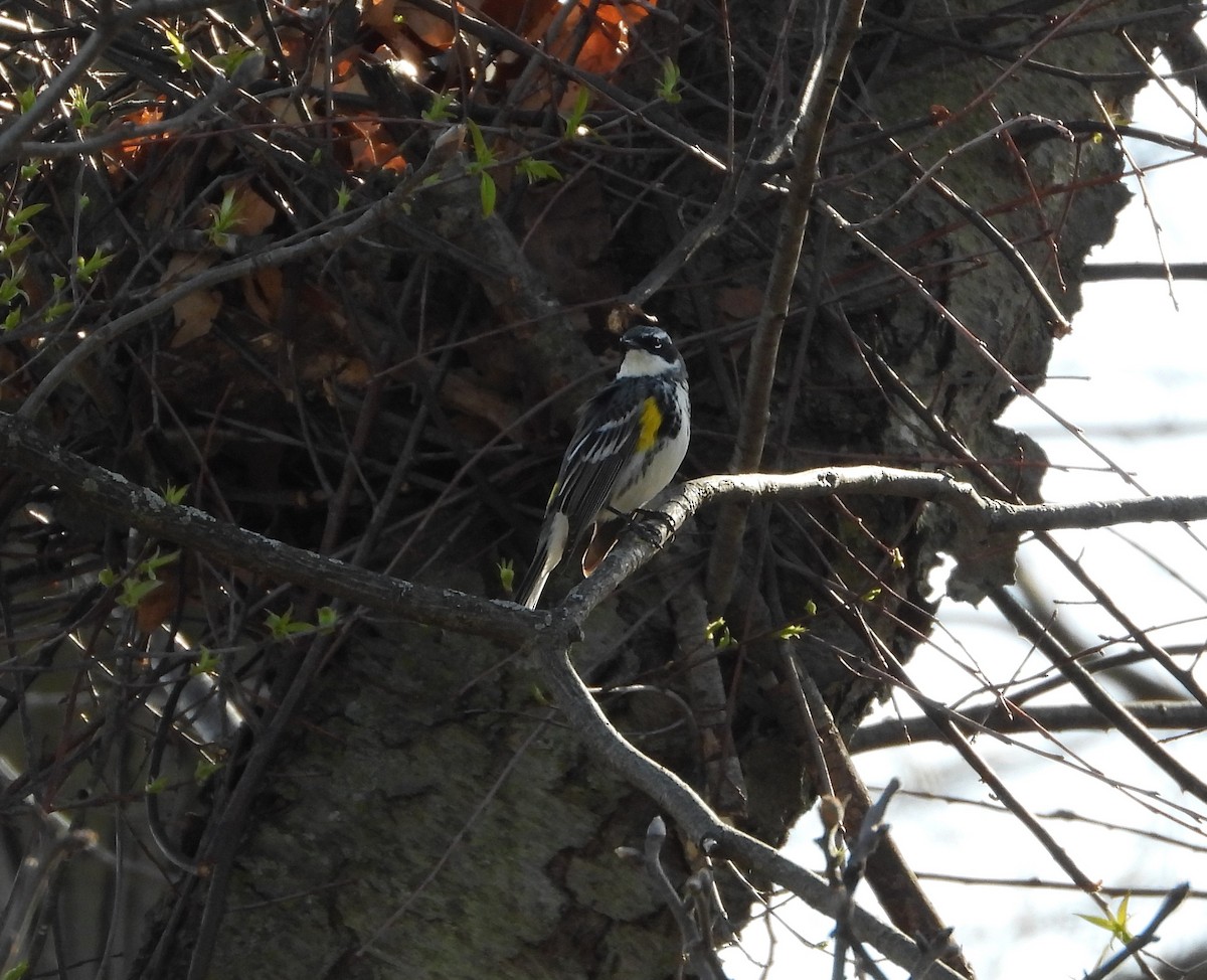 Yellow-rumped Warbler - ML617401018