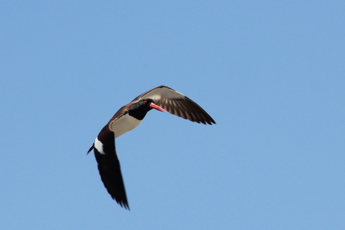 American Oystercatcher - ML617401027