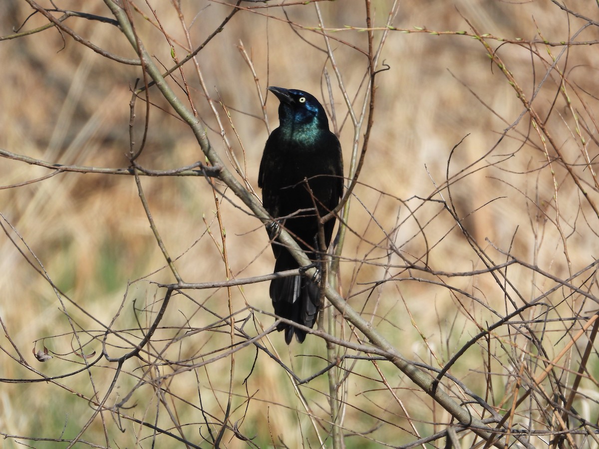 Common Grackle - ML617401029