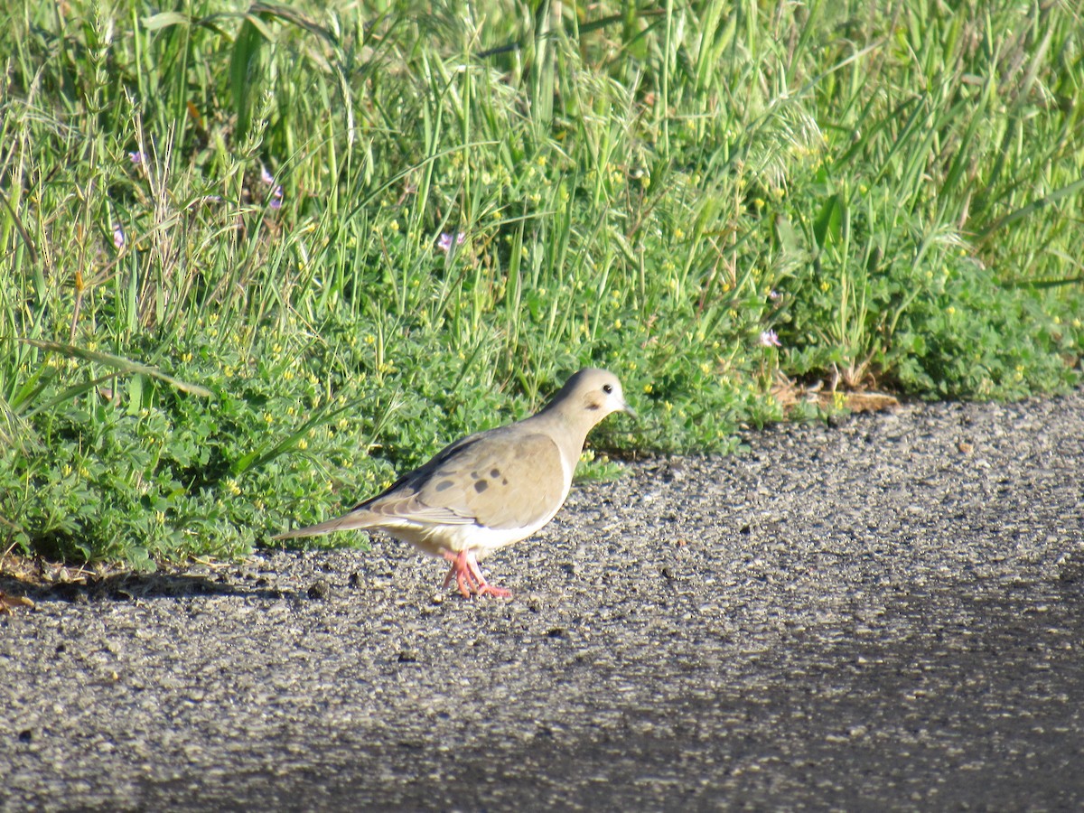 Mourning Dove - Debra Halter