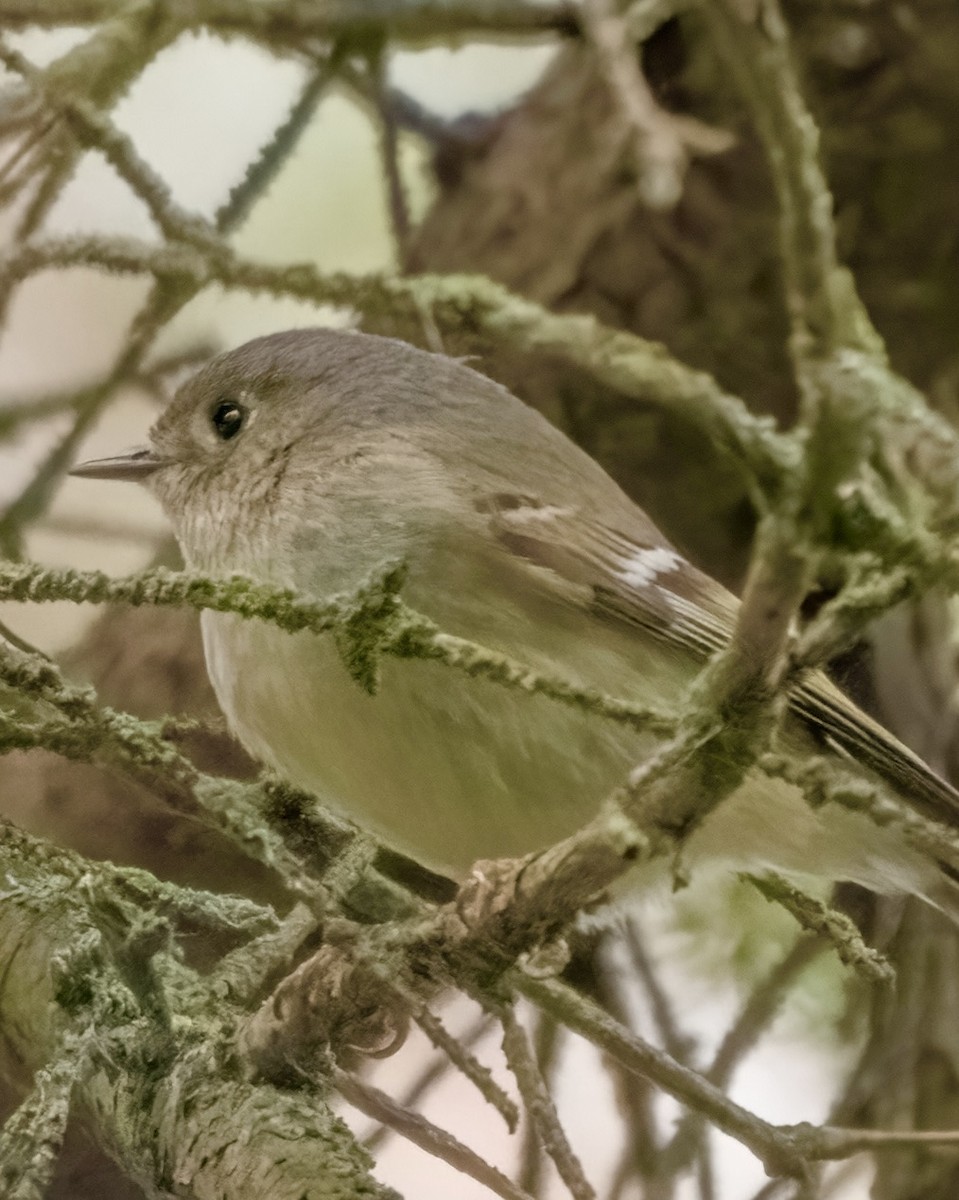 Roitelet à couronne rubis - ML617401048