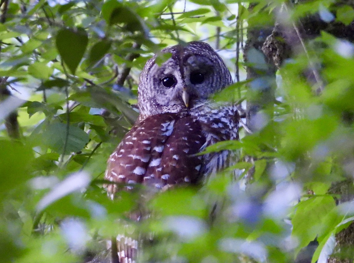 Barred Owl - Michele Giroir