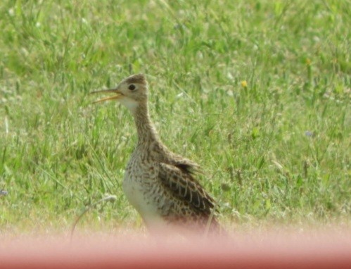 Upland Sandpiper - ML617401093