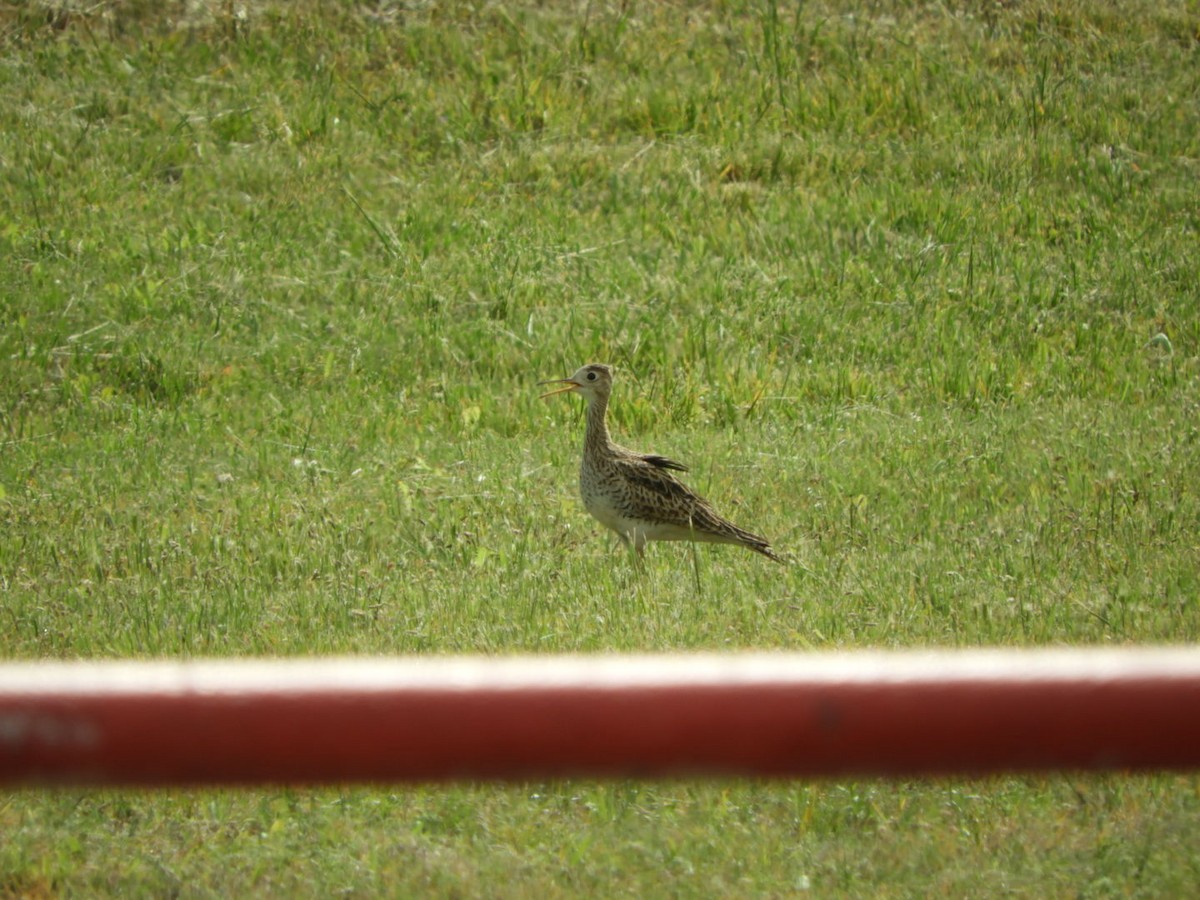 Upland Sandpiper - ML617401094