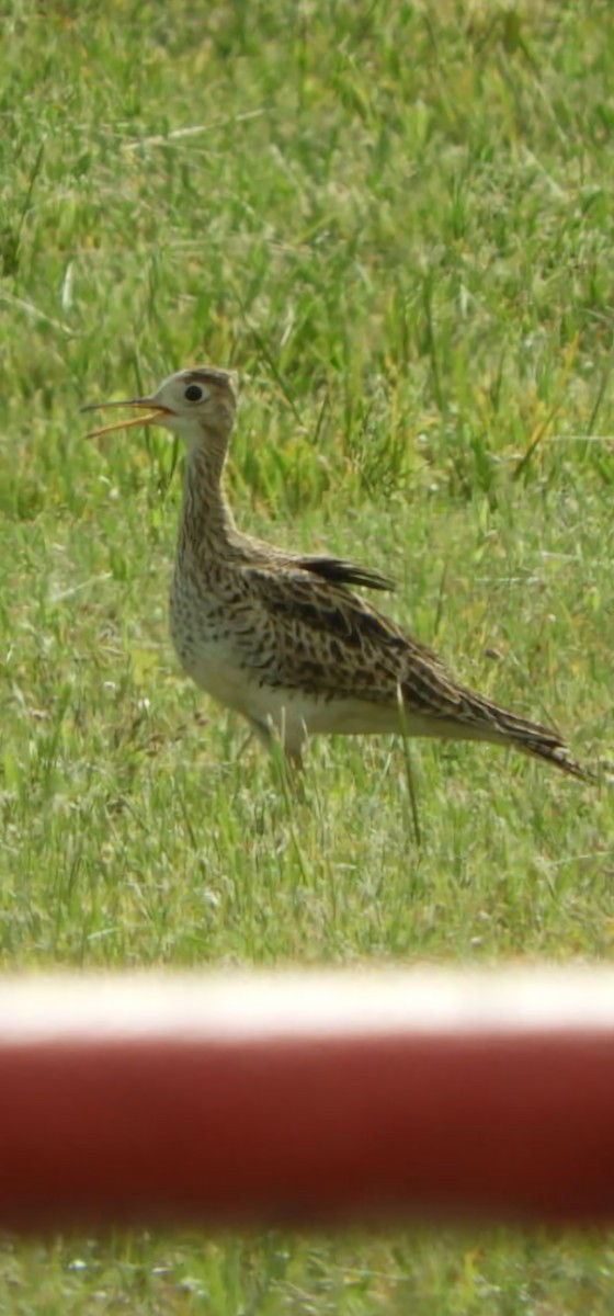 Upland Sandpiper - Don Stanley