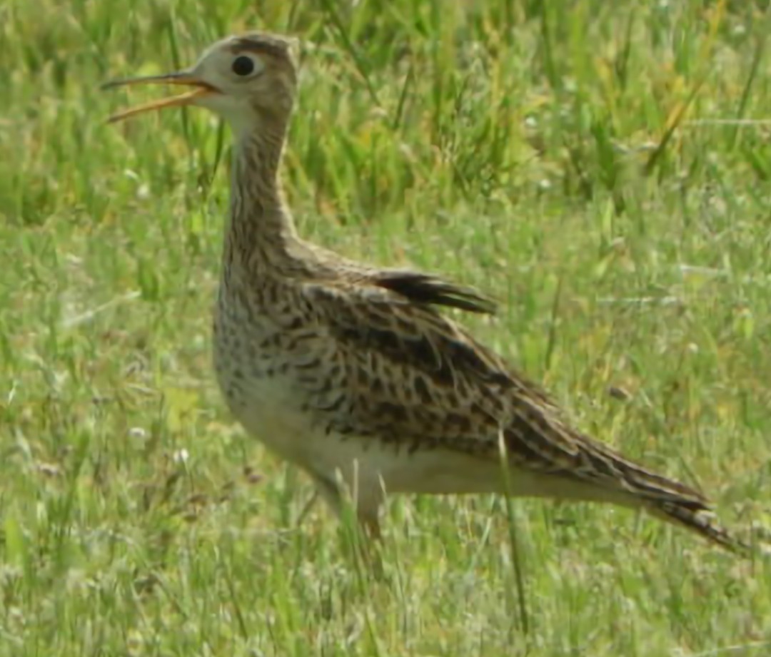 Upland Sandpiper - ML617401096