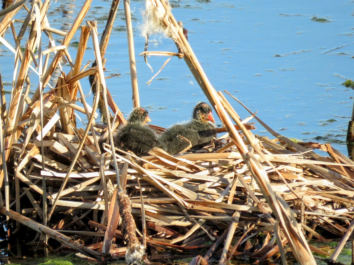 Common Gallinule (Hawaiian) - ML617401098