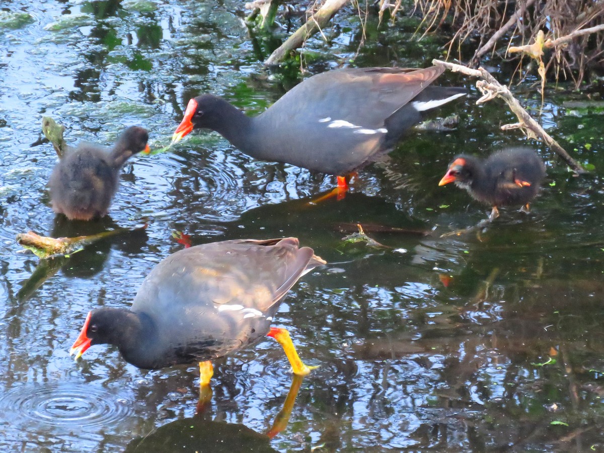 Common Gallinule (Hawaiian) - ML617401102