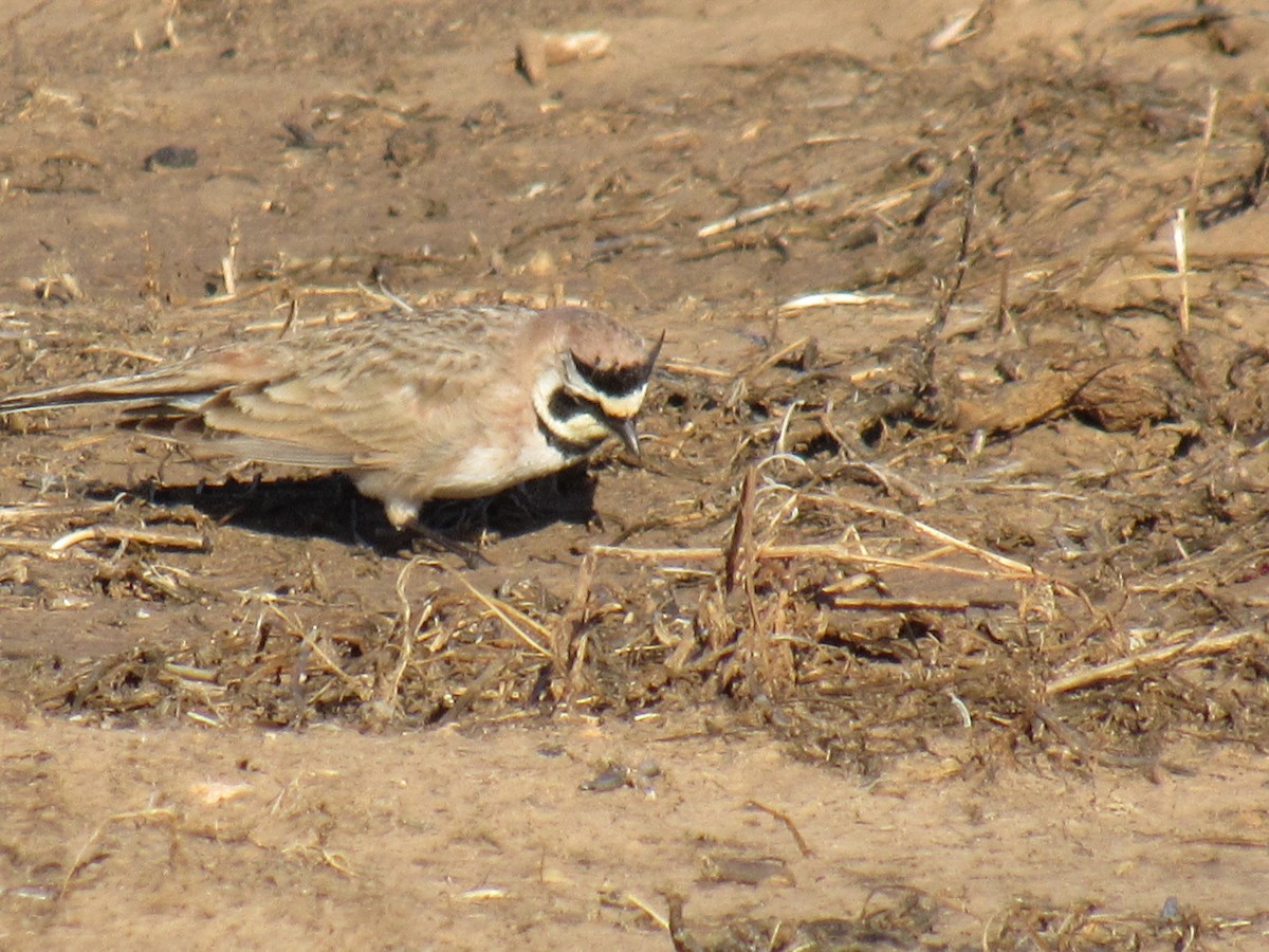 Horned Lark - Debra Halter