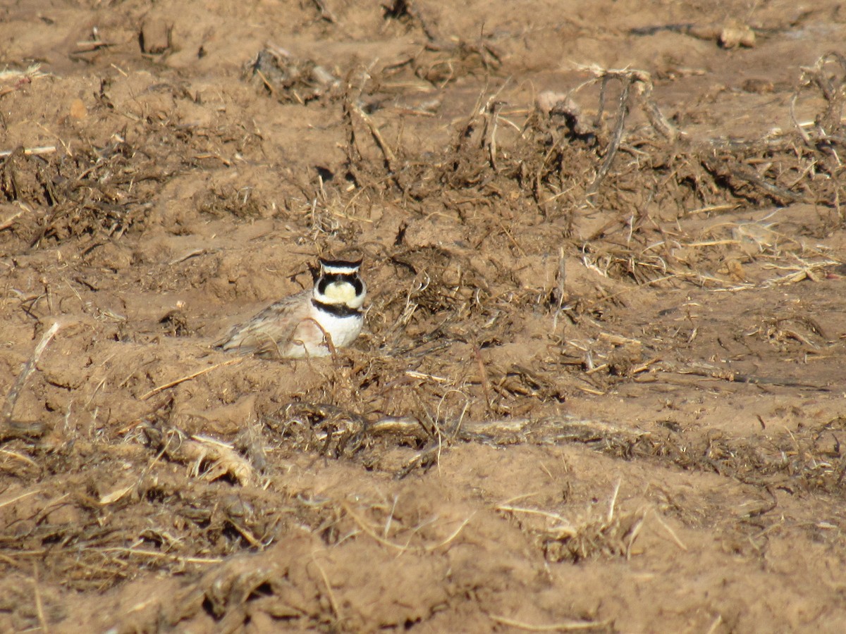 Horned Lark - Debra Halter