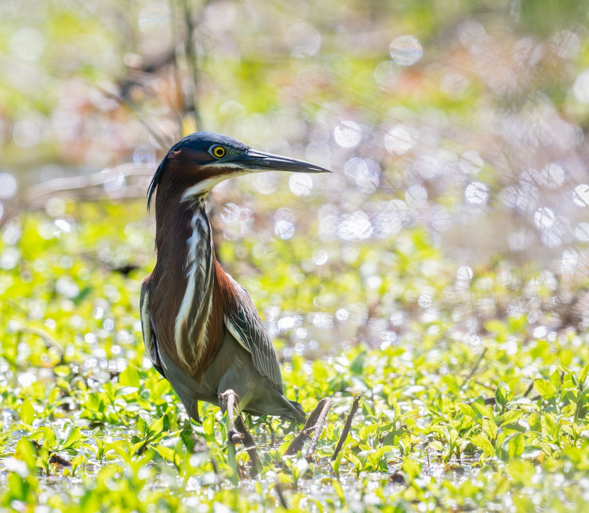 Green Heron - ML617401127