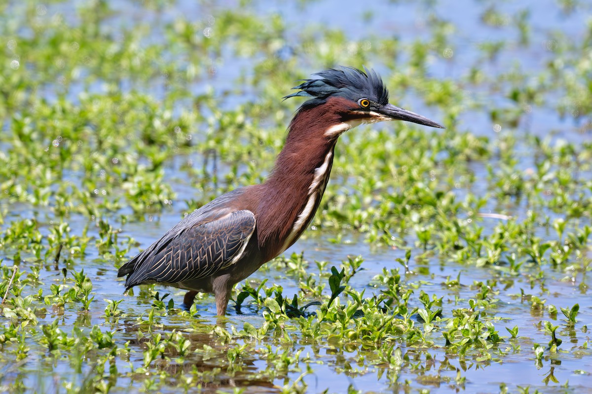 Green Heron - Karen Szafrajda