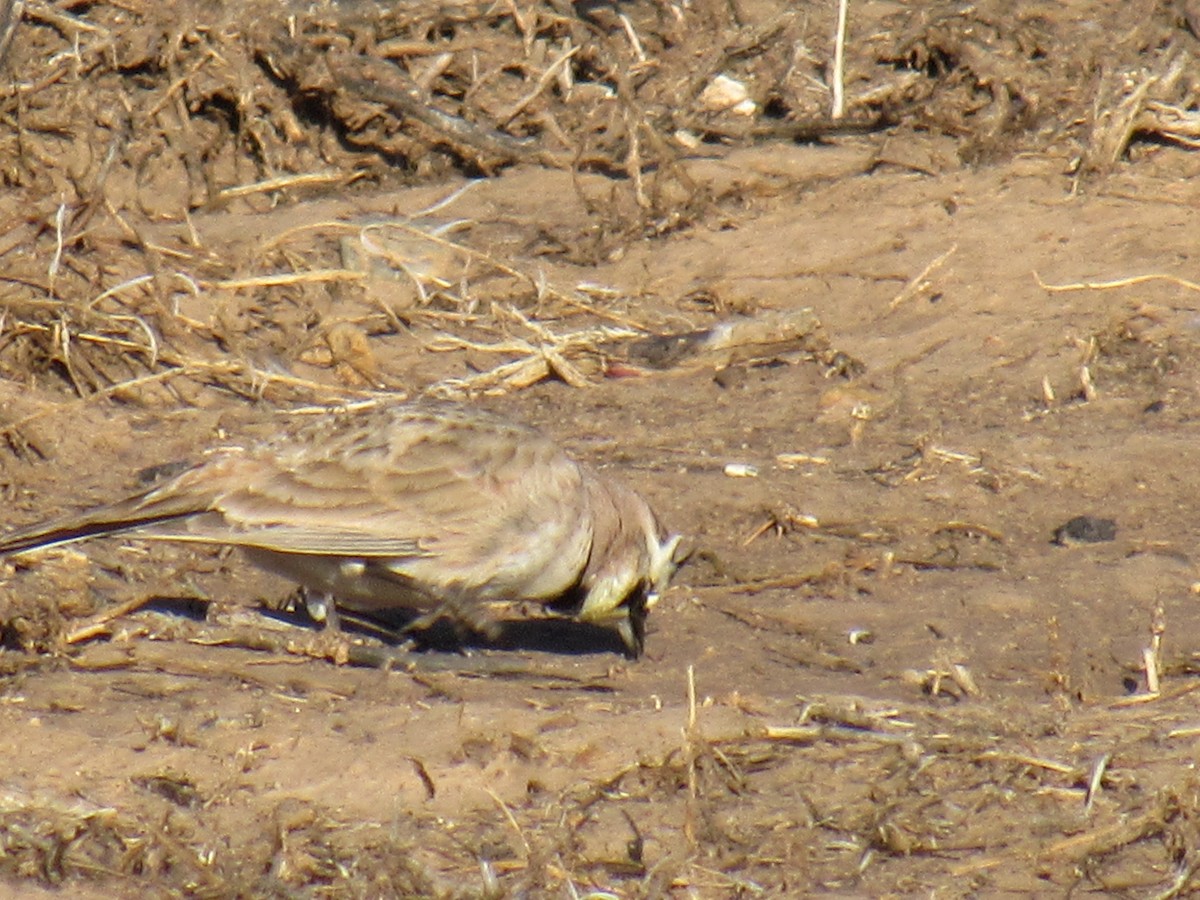 Horned Lark - Debra Halter