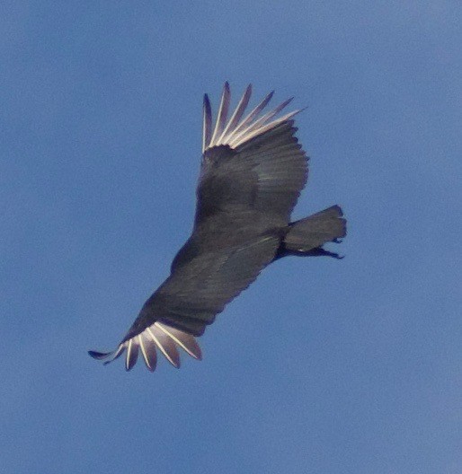 Black Vulture - ML617401132